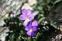 VIOLETTES